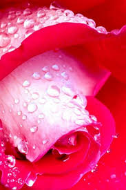 Flowers hd wallpapers in high quality hd and widescreen resolutions from page 6. Flower Rose With Dew Drops Android Wallpaper Most Beautiful Flowers Wet 640x960 Wallpaper Teahub Io