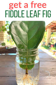 Bird Of Paradise Water Propagation It S Easy To Propagate Fiddle Leaf Fig Trees In Water Just Use This Tutorial To Ensure Your Success Indoor Plant Care Fiddle Leaf Fig Tree Propagating Plants