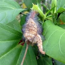 Image result for Eragrostis botryodes