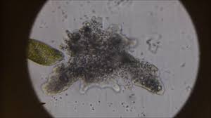 This is a simple method that allows students to. The Blob Amoeba Proteus Under The Microscope Youtube