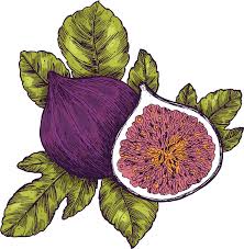 Ocala fl florida zip codes, maps, area codes, county, population, household income, house value,34470 zip code area codes that cover zip code 34470. Fabulous Figs Ocala Style Magazine