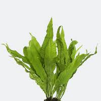 Its slow growth rate makes it one of the few stem plants that do not need much attention. Top 10 Live Aquascaping Plants For Beginners Modern Aquarium