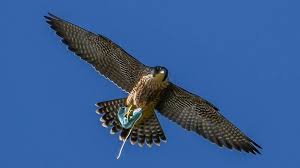 See more ideas about west coast eagles, australian football league, australian football. Peregrine Falcon Talons Tangled In Discarded Face Mask Bbc News