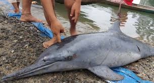 Tapi populasi terbesar ada di kamboja. Warga Mentawai Dikejutkan Lumba Lumba Masuk Sungai Okezone News