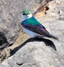 Blue Birds Of Central Oregon Birds Of The Southern Oregon Coast Southern Oregon Southern Oregon Coast Birds