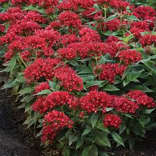 Image result for Pentas