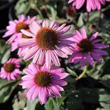 Image result for Echinacea purpurea `Magnus`