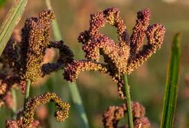 Native Hill Finger Millet / Raagi / kelvaragu seeds - Hooga Seed Keepers Collective