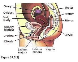 The uterus is median (about 8cm the uterine artery arises from the internal iliac artery in the pelvis. The Female Reproductive System