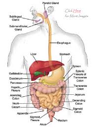 human organ chart an introduction to the human body system