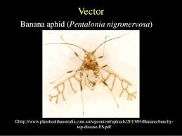 Beetles, lacewings, syrphids, parasitoid wasps. Sinimung Phyto Disease Banana Bunchy Top Virus Bbtv Facebook