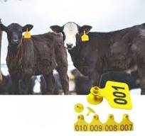 Etiquetas para orelhas de animais Etiquetas RFID para vacas ...