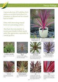 Cordyline Australis Flower Shape Best Flower Wallpaper