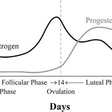 Estrogen And Progesterone Levels Over A Single Menstrual