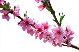 App per adesivi rosa con cui puoi fare gli auguri di compleanno o qualsiasi altra festa al tuo amore o ai. á… Le Piu Belle Immagini Di Fiori Per Whatsapp