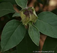 Image result for Barleria albostellata