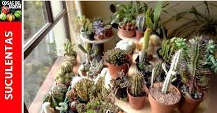 Los cactus son nativos de las américas, desde la patagonia hasta las regiones desérticas de américa del norte. Como Mantener Vivas Las Suculentas Durante El Invierno Cuidados De Las Suculentas En Inverno Cosas Del Jardin