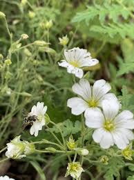 Image result for Cerastium