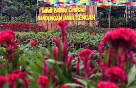 Celosia Flower Park In Semarang Regency Central Java Province