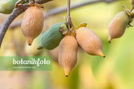 Image result for Pseudovigna