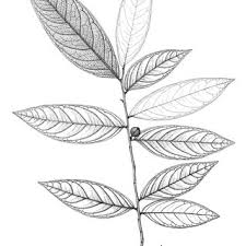 Image result for Dichapetalum edule