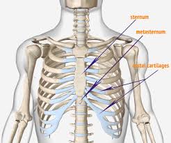 The rib cage is collectively made up of long, curved individual. Anatomy Of The Human Ribs With Full Gallery Pictures Dislocated Rib