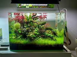 Image result for Nesaea dinteri