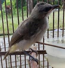 Suaraburung trucukan gacor адалы kumpulan суар burung trucukan terbaik & lengkap. 87 Gambar Burung Trucuk Garuda Kekinian Gambar Pixabay