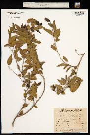 Image result for Celtis zenkeri