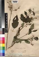 Image result for Dissotis multiflora