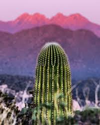 Search by city or zip code. Visit Phoenix On Instagram Did You Know There Are Over 50 Species Of Cactus In Our State Arizonaphotoadventures Visit Phoenix Instagram Species