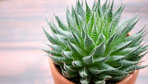 Aloe vera is a plant with purpose. Why Is My Aloe Vera Plant Spreading Out Gardensuperior