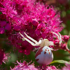 Spider Facts Goldenrod Crab Spider