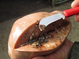 Clonorchis sinensis liver fluke life cycle (chinese or oriental liver fluke) how does one become infected with clonorchis sinensis liver fluke? Tackling Resistance Liver Fluke Scops