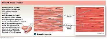 Smooth Muscle Tissue Smooth Muscle Tissue Muscle Tissue Muscle System