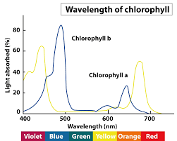 Biochemistry, biophysics, functions and applications. Chlorophylls Absorbs Visible Light Of Wavelength A Class 11 Biology Cbse