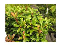 Image result for Pieris japonský debutante obrázek