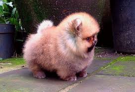 2 3 Aylik Pomeranian Boo Yavrulari 2 3 Aylik Pomeranian Boo Yavrulari Kopek Kopekseverler Kopeksahiplendirme Kopekyavrusu Ev Pets Animals Pomeranian