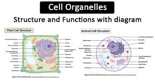 Using unlabeled data together with labeled data is of both theoretical and practical interest. Cell Organelles Structure And Functions With Labeled Diagram