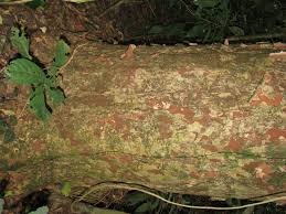 Image result for Staudtia