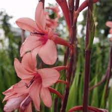 Image result for Watsonia borbonica