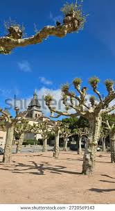 Image result for Platanaceae