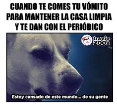 No Valoran Mis Esfuerzos Mascotas Frases Memes Perros Gracioso