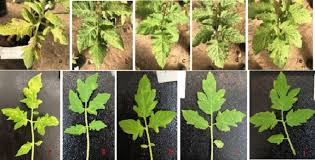 Image result for tomato seedling pseudomonas syringae pv tomato symptoms