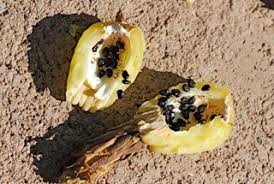 Cacti are a wonder of nature and they are especially fascinating at the beginning of their life when they are tiny seedlings usually only few millimeter in size. Seed Of The Week Barrel Cactus Growing With Science Blog
