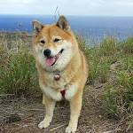 Shiba Inu - Wikipedia