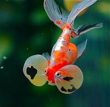 Goldfish Varieties A Brief Look At Some Of The Many Types Bubble Eye Goldfish Goldfish Pet Fish