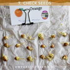 Learn how to grow orange tree from seeds with our easy video tutorial that shows you how. How To Grow Lemon Trees From Seed Other Citrus Fruits