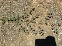 Image result for Trianthema salsoloides