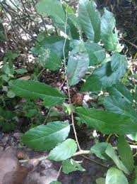 Image result for Rinorea elliptica